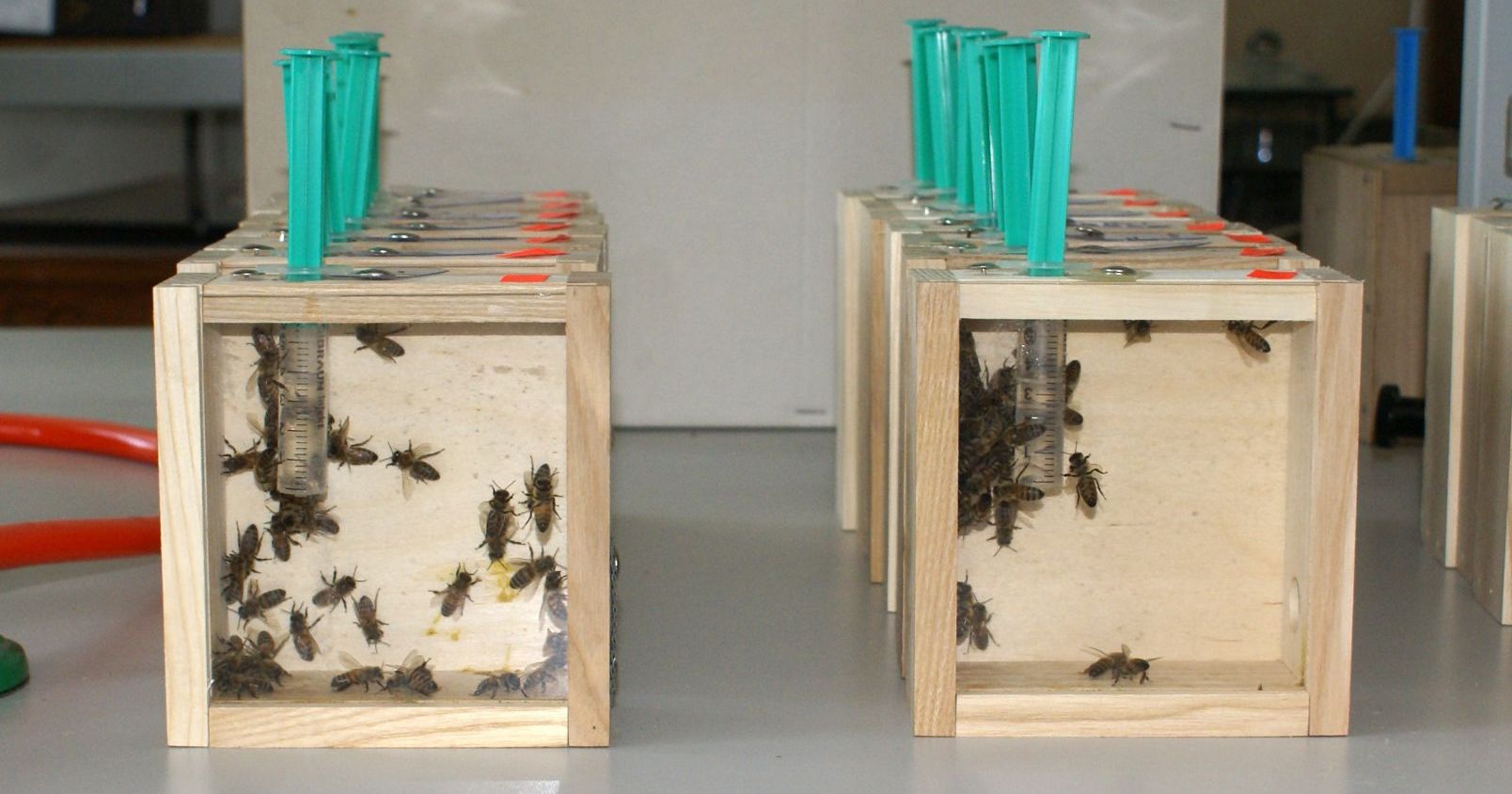 Ekstrakt z konopi remedium na wymieranie pszczół