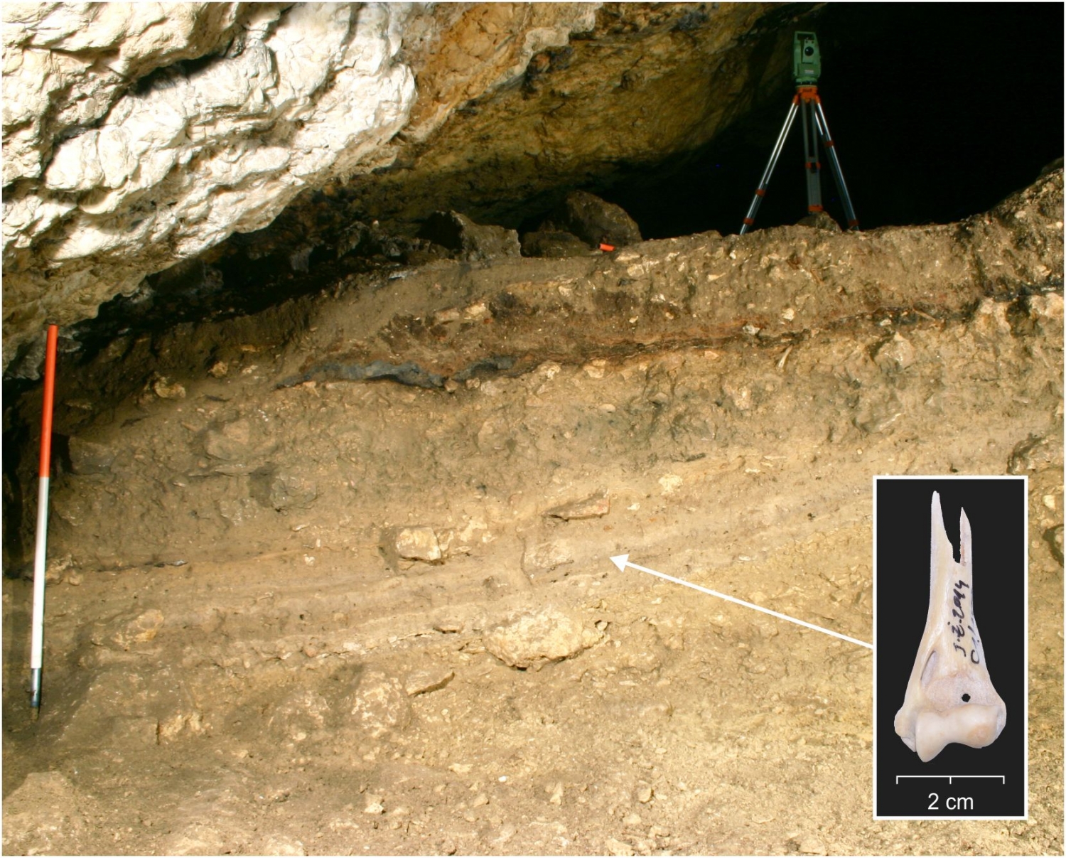 Neolithic cultural level inside, Żarska Cave