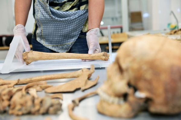 Szkielet młodej kobiety odnaleziony na cmentarzysku w Pniu  [fot. Andrzej Romański] Kliknij, aby powiększyć zdjęcie