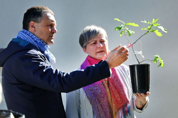 Sadzenie dębu w Kopernikańskim Ośrodku Integracji (29.04.2026) [fot. Andrzej Romański] Kliknij, aby powiększyć zdjęcie
