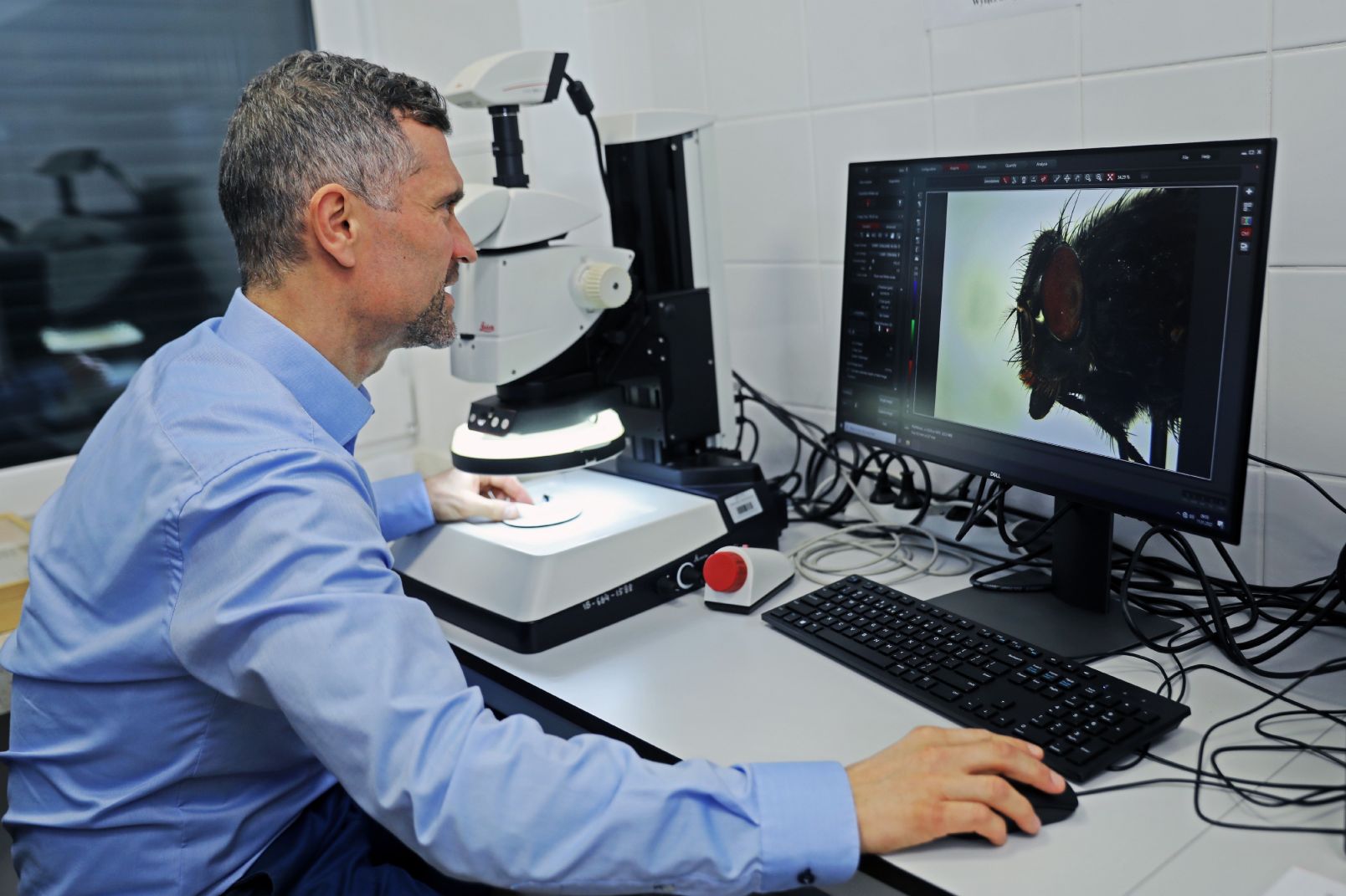 Prof. dr hab. Krzysztof Szpila z Wydziału Nauk Biologicznych i Weterynaryjnych UMK siedzi przy monitorze, na którym jest powiększone zdjęcie muchówki