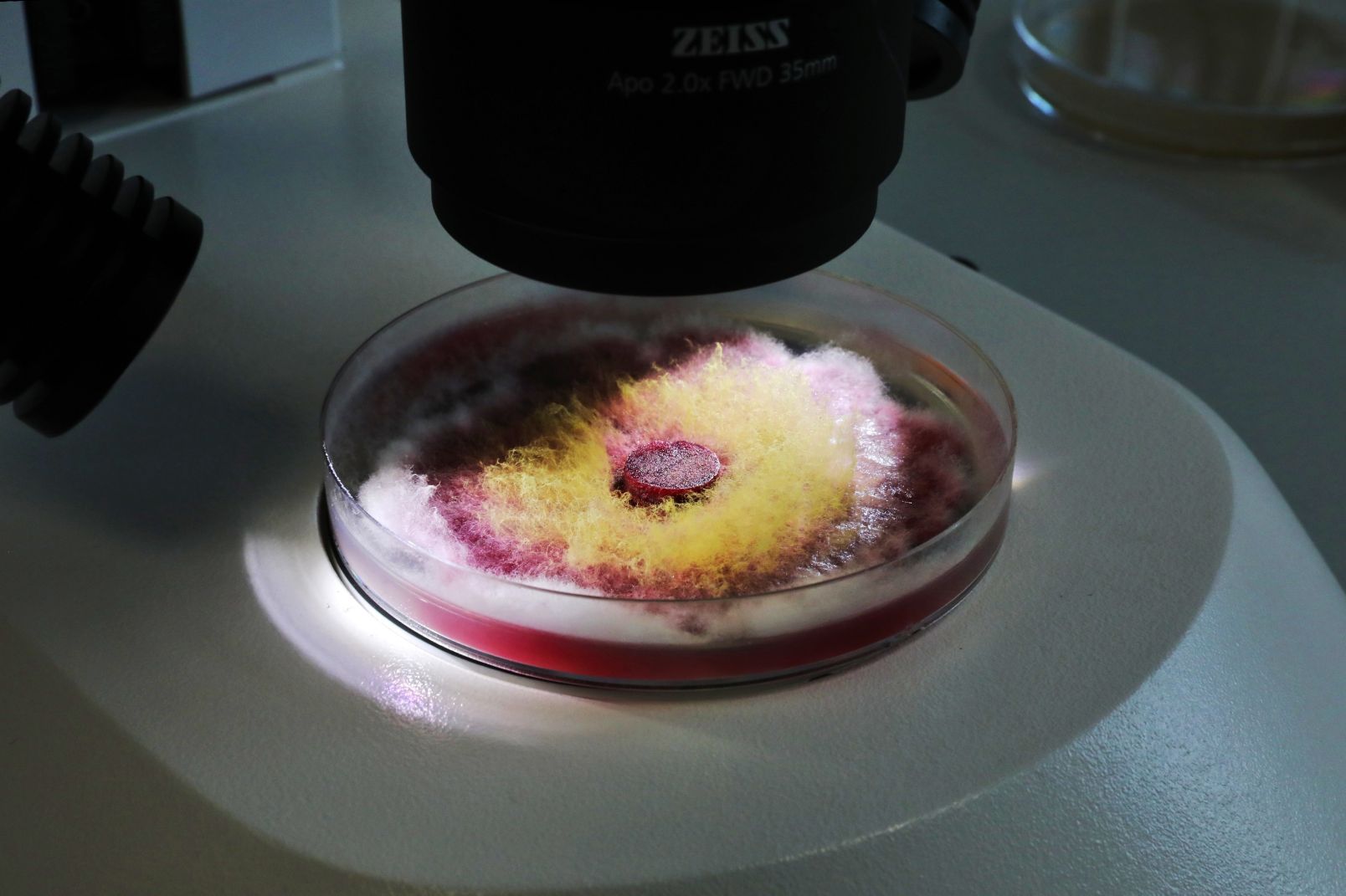 Fusarium culmorum strain on a medium in a Petri dish used in the biological synthesis of metal nanoparticles