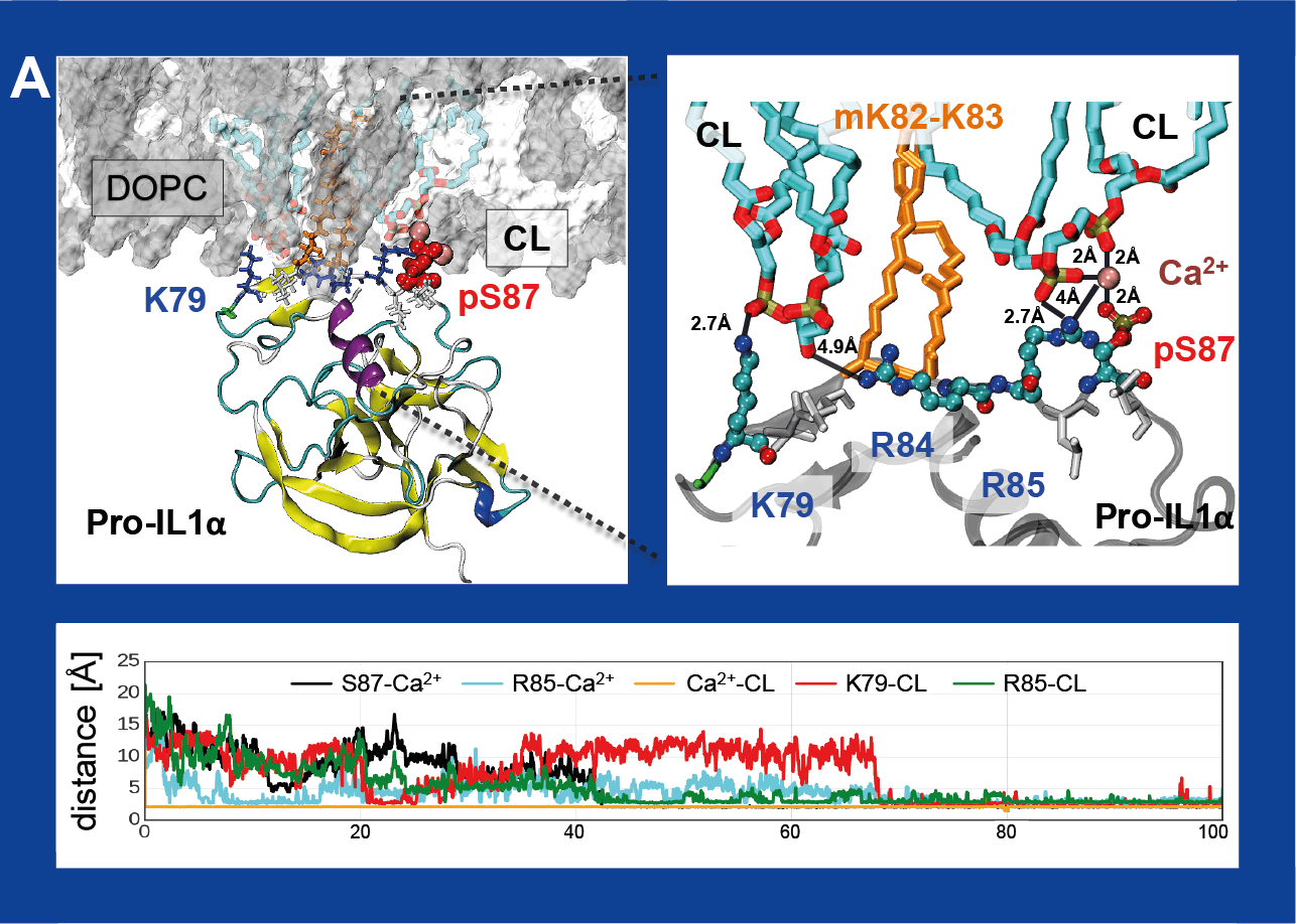 Interaction of signal peptid  pro-IL1a (protein fragment) with cardiolipin (CL) in the lipid membrane