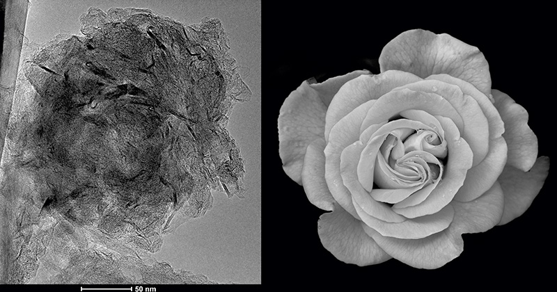 Róża grafenowa w porównaniu ze zwykłą różą